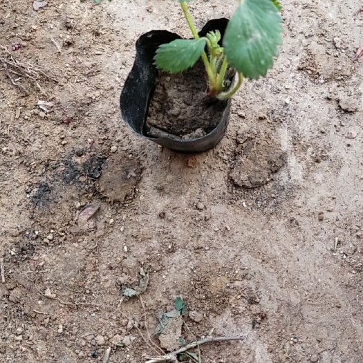 沭阳县草莓苗 营养袋苗 是 