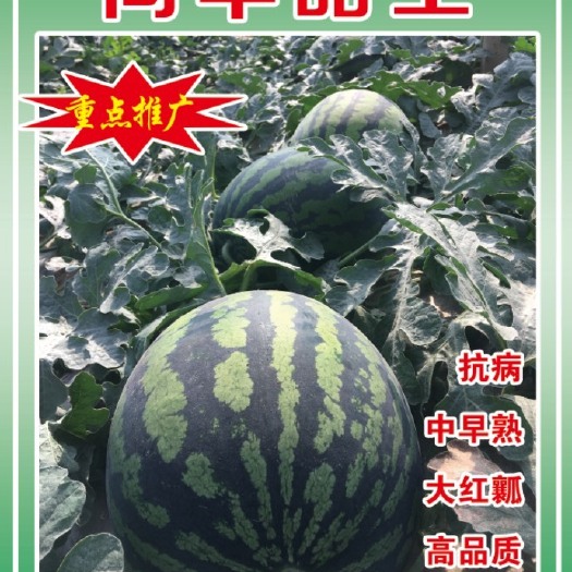 青州市甜王西瓜种子  尚丰甜王 大果型 高糖度 种植容易管理