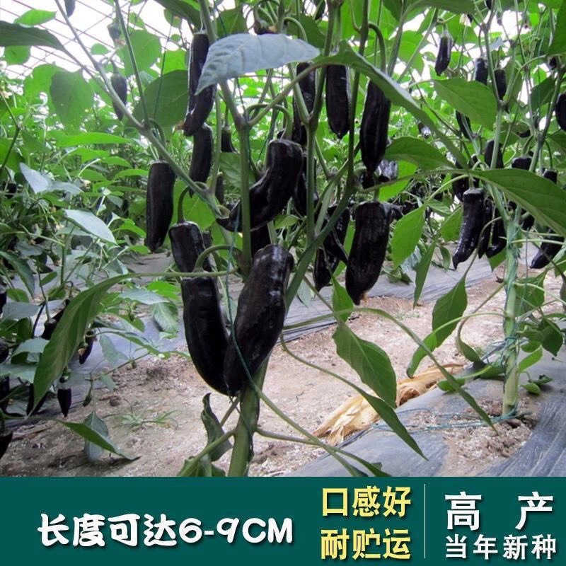 黑辣妹小尖椒种子 超辣小米椒辣椒 四季阳台盆栽蔬果蔬菜种子