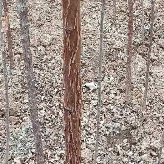 洛阳 5年血皮槭处理