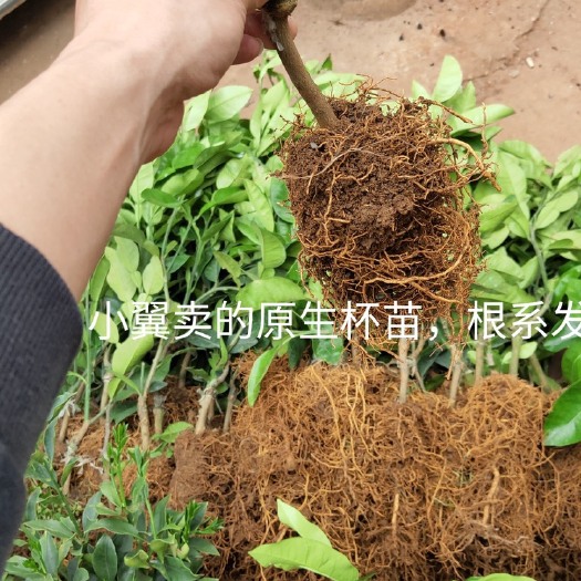 南宁沙田柚苗  新品正宗泰国红宝石青柚一代原生杯苗