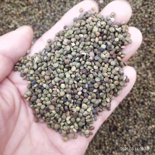 新产红皮干草种籽