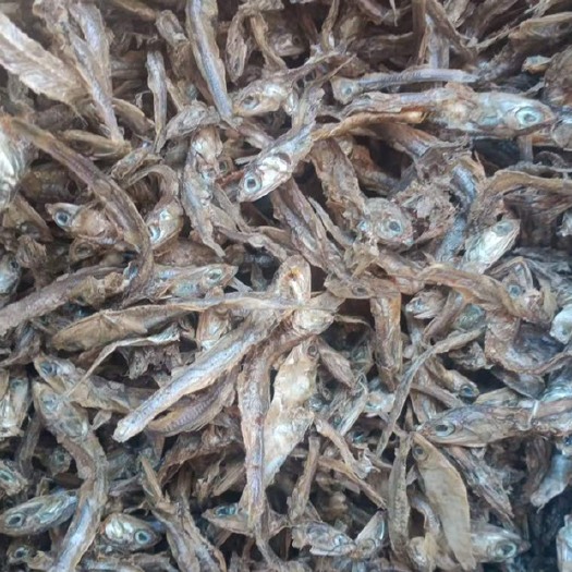天津 高品优质鱼干
