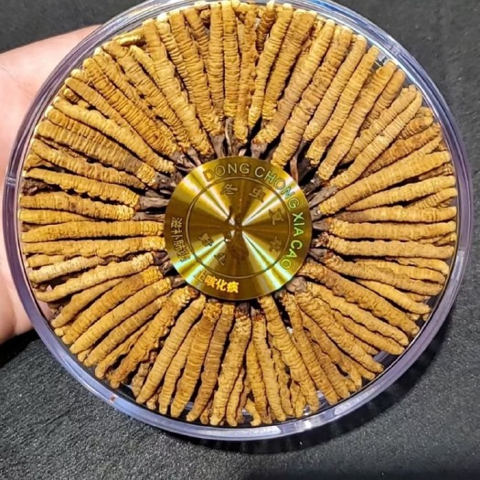 西宁 冬虫夏草正品 虫草。青海玉树 正宗特级礼盒12条装无断草