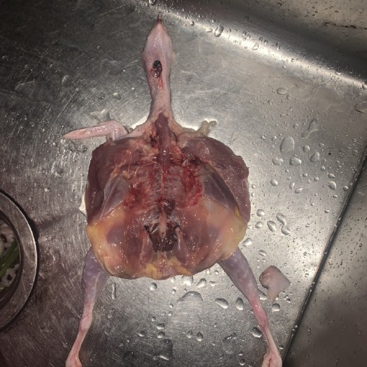 惠州鹌鹑  现杀