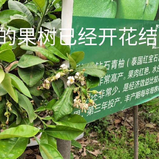 南宁泰国红宝石柚苗  新品正宗泰国红宝石青柚一代原生杯苗，果苗，青苗，树苗