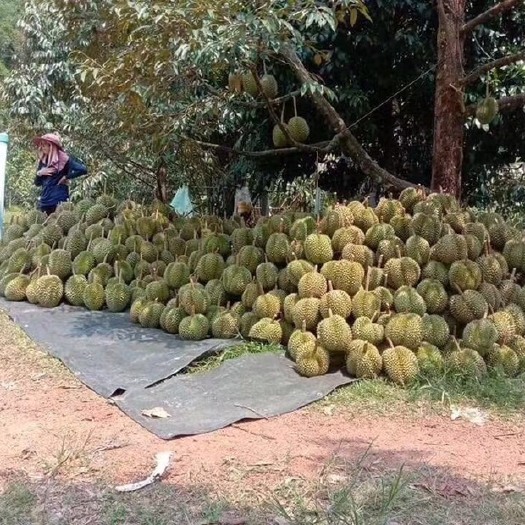 昆明甲仑榴莲  甲伦到货 可以预定