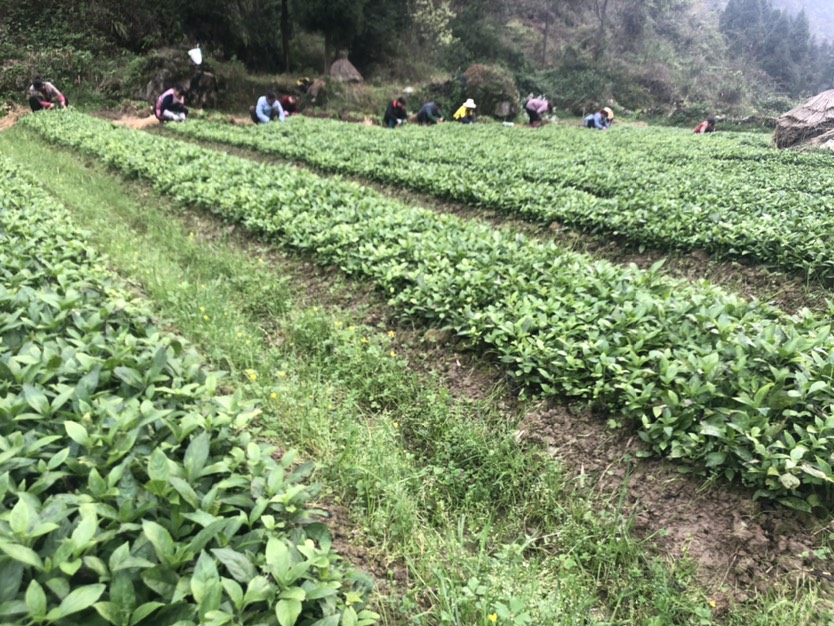 批发板蓝根种苗