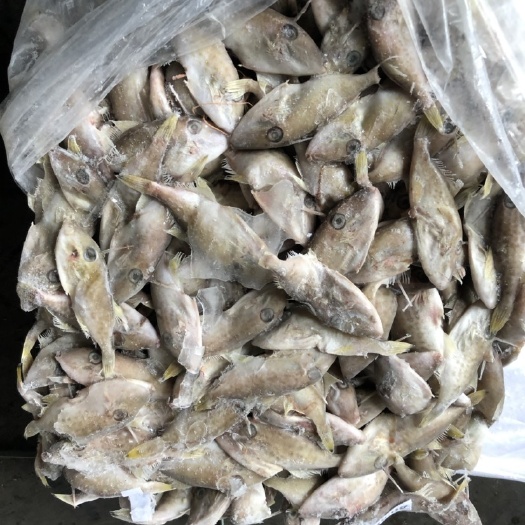  小马面鱼