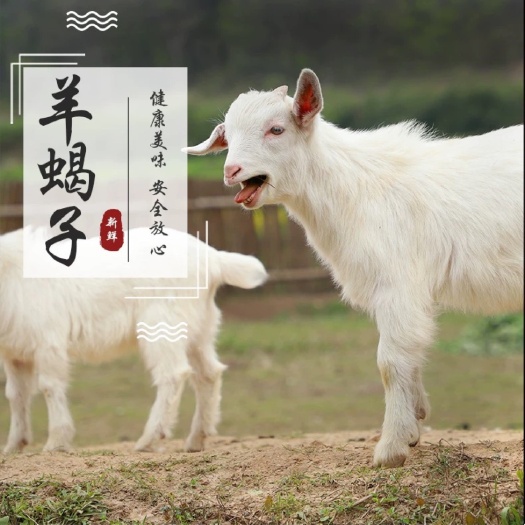 沭阳县羊蝎子  精选优质整条或切块波尔山羊肉羊脊骨羊脖骨厂家批发