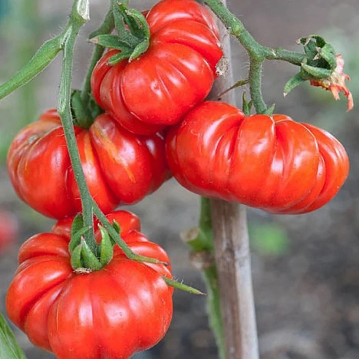 邵东市粉果番茄种子  马蹄番茄种子四季巨型超大传统毛粉西红柿沙瓤蔬