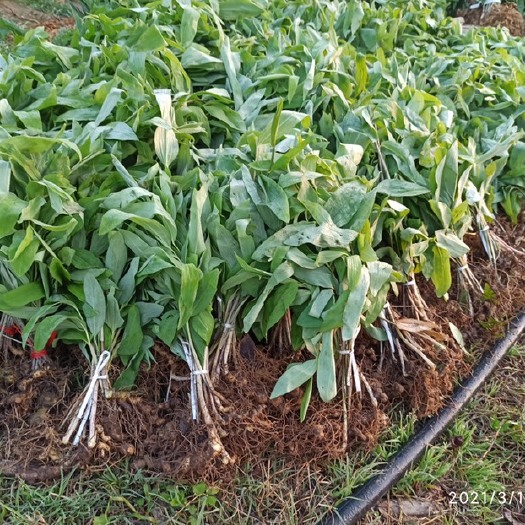 宜昌黄精种苗 姜形倒苗黄精苗、药典品种黄精苗