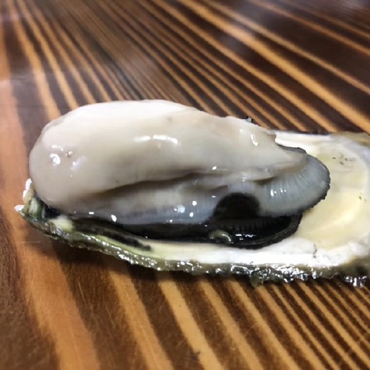 饶平县珍珠蚝  井洲生蚝鲜活牡蛎烧烤蚝