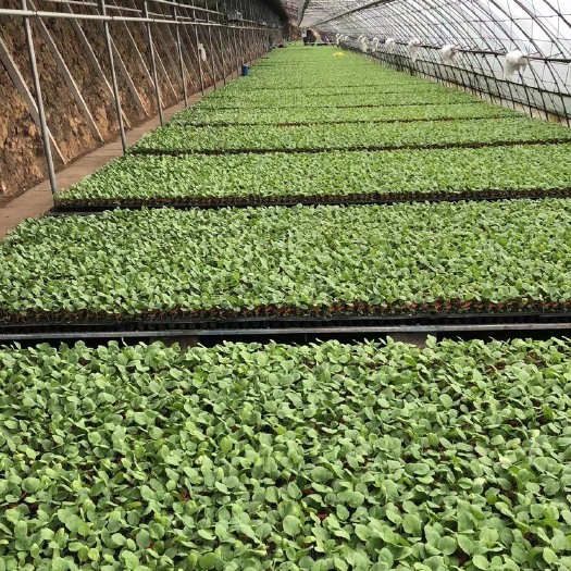 海城市茄子苗 绿茄苗