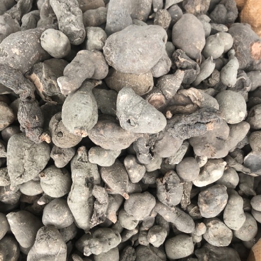 三叶青  草药材  金线吊葫芦    石老鼠