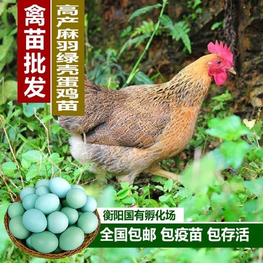 衡阳土鸡苗  高产麻羽绿壳蛋鸡苗、麻羽绿壳蛋鸡苗、黄羽绿壳蛋鸡苗