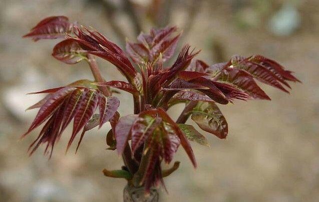 香椿芽 混装通货 湖北省黄石市阳新县 