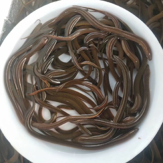 广州黄鳝苗 优质鳝苗 大量从优
