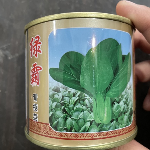 曹县上海青种子 