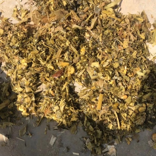 泗县玉米青贮  玉米青储