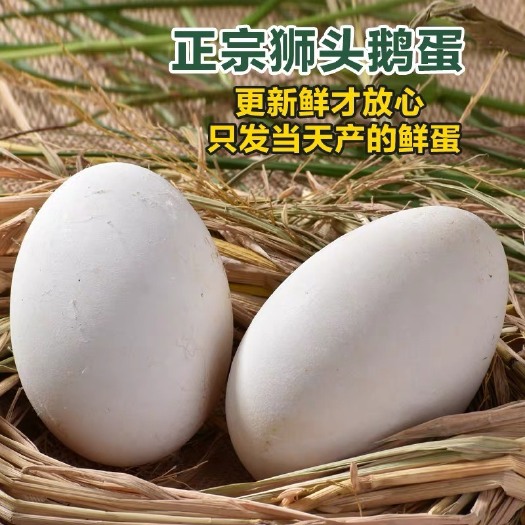 饶平县正宗狮头鹅蛋 散养孕妇去胎毒 土鹅蛋批发