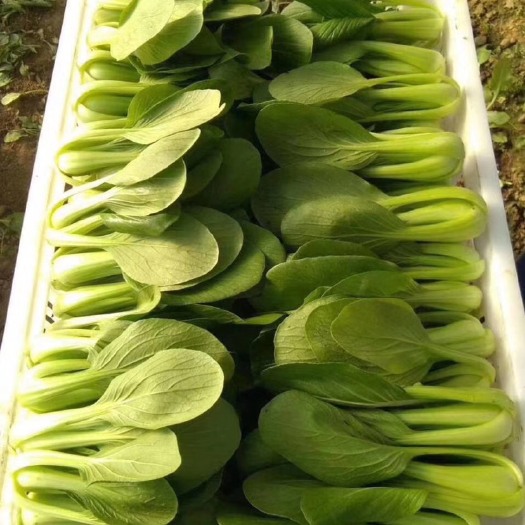曹县山东曹县万亩蔬菜基地精品上海青小油菜。