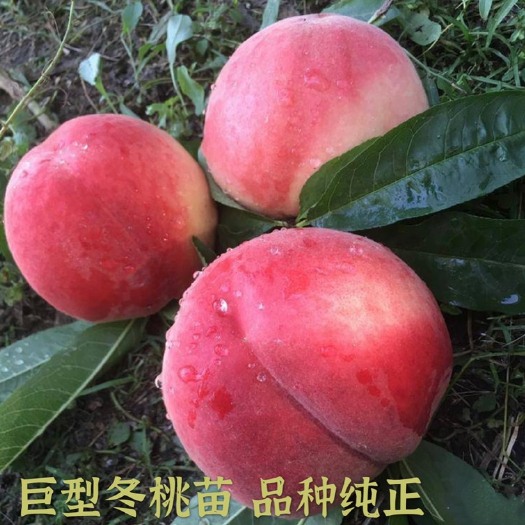 简阳市冬桃苗 中华二号冬桃，个头大，甜度高，品种纯正