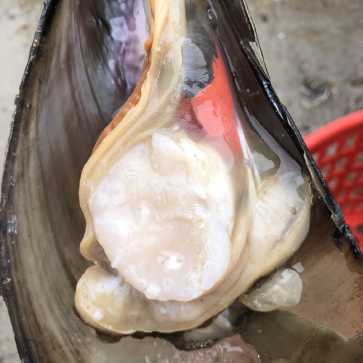 连云港 带子，烧烤精品，肉大肥度也好，还等什么