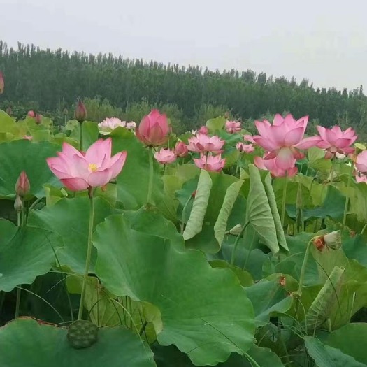 济宁莲藕种苗 太空莲藕种提供技术，送货上门