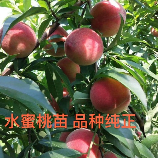 简阳市水蜜桃苗 嫁接苗品种纯正 苗木优质