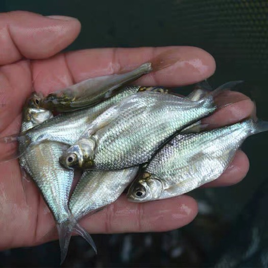 长沙武昌鱼苗鳊鱼苗