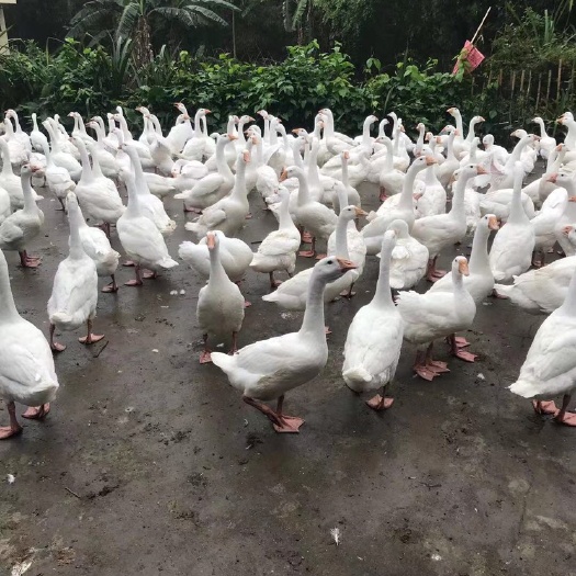 阳春市 大白鹅 肉鹅 仔鹅 老鹅 淘汰鹅 大鹅 80-100天10斤