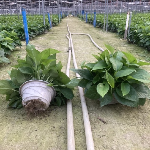 广州青叶绿萝盆栽中型室内鲜活植物花卉盆景吸收甲醛净化空气绿箩基地