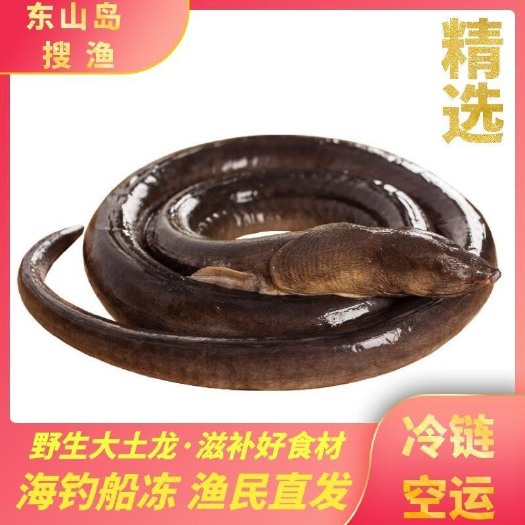 东山县海鳗  活冻豆齿鳗，东山岛tu龙，波露豆齿鳗 海钓大鳗鱼 码头