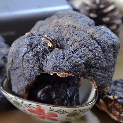佛山薄树灵芝