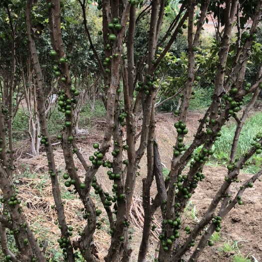 德庆县树葡萄 嘉宝果