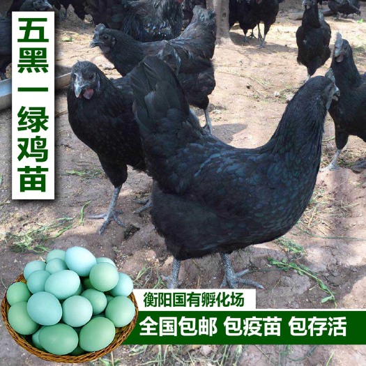 衡阳批发五黑鸡苗、五黑一绿鸡苗、乌骨鸡苗、乌鸡绿壳蛋鸡苗