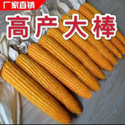 聊城玉米种子  风和九号6608，夏播两千斤每亩，活杆，成熟，春播2600斤
