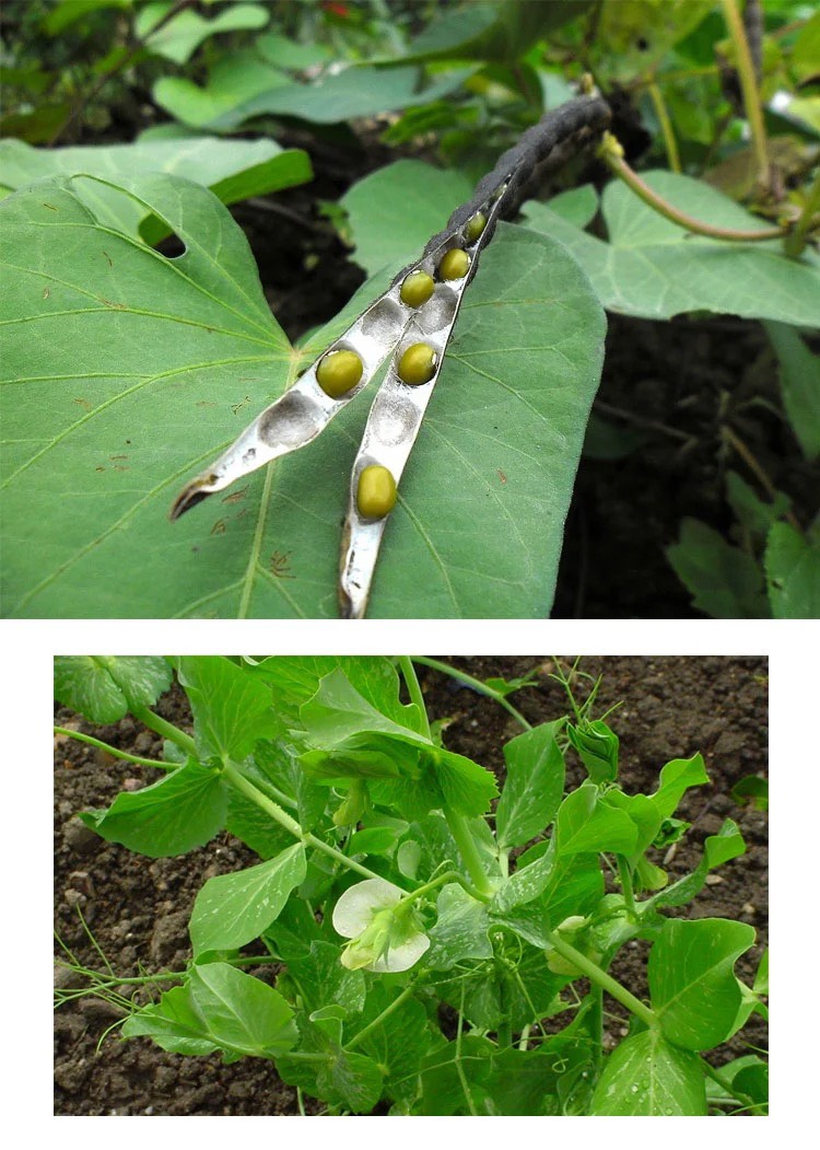 黃綠豆  東北綠豆1斤2斤5斤發(fā)芽明綠豆農(nóng)家自種綠豆雜糧批發(fā)非轉(zhuǎn)基