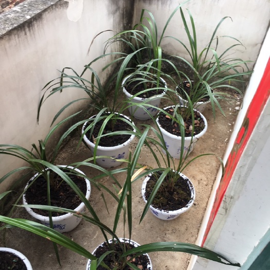 长叶兰  刚的兰花