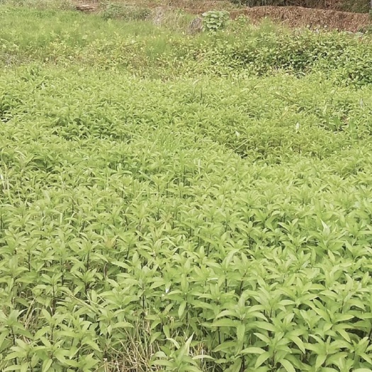 简阳市四川成都简阳市，紫杆薄荷苗大量供应