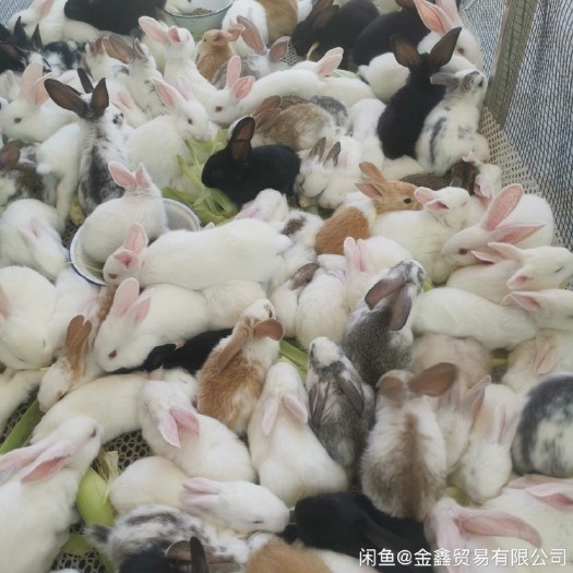 九江兔肉类 简加工 