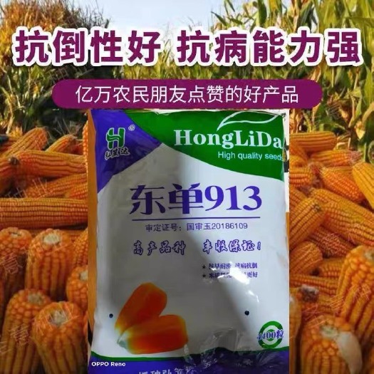 聊城玉米种子  国审东单913，2000斤高产玉米种，高抗高产！