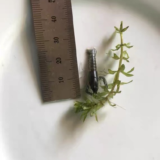漳州小龙虾苗  澳洲淡水龙虾 龙虾苗 螯虾 虾苗 淡水螯虾