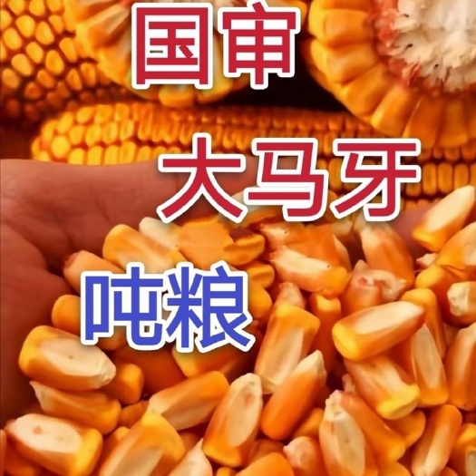 聊城玉米种子 华玉518亩产1800斤以上100斤玉米六斤多芯