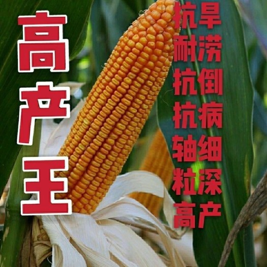 聊城玉米种子华玉518，亩田1800晋以上，100晋玉米六斤多芯