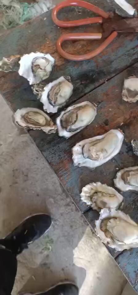 唐山长牡蛎 河北省唐山市曹妃甸区 鲜活水产