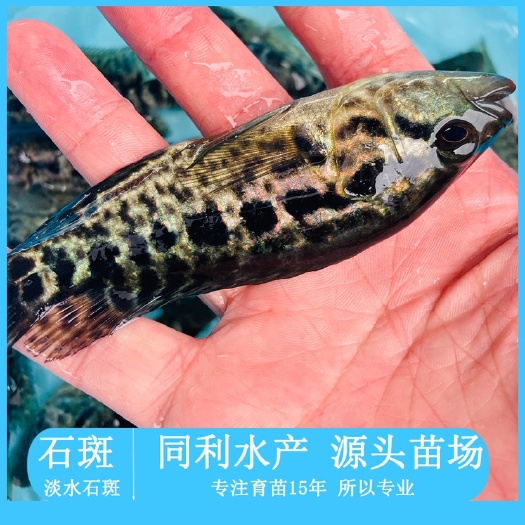 广州石斑鱼苗淡水石斑鱼苗