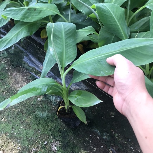 灵山县金粉一号香蕉苗  果树苗 香蕉苗 威廉斯B6蕉 粉蕉 安南蕉苗 中蕉九号香蕉苗