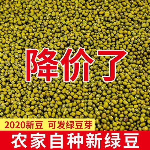 克东县5斤东北农家新绿豆批发五谷杂粮精品笨小绿豆发芽打豆浆绿豆汤